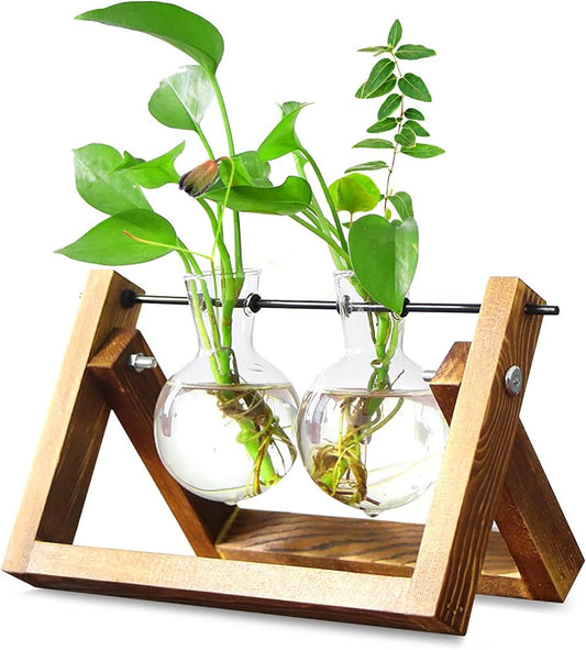 Air Plant Terrarium With Wooden Stand