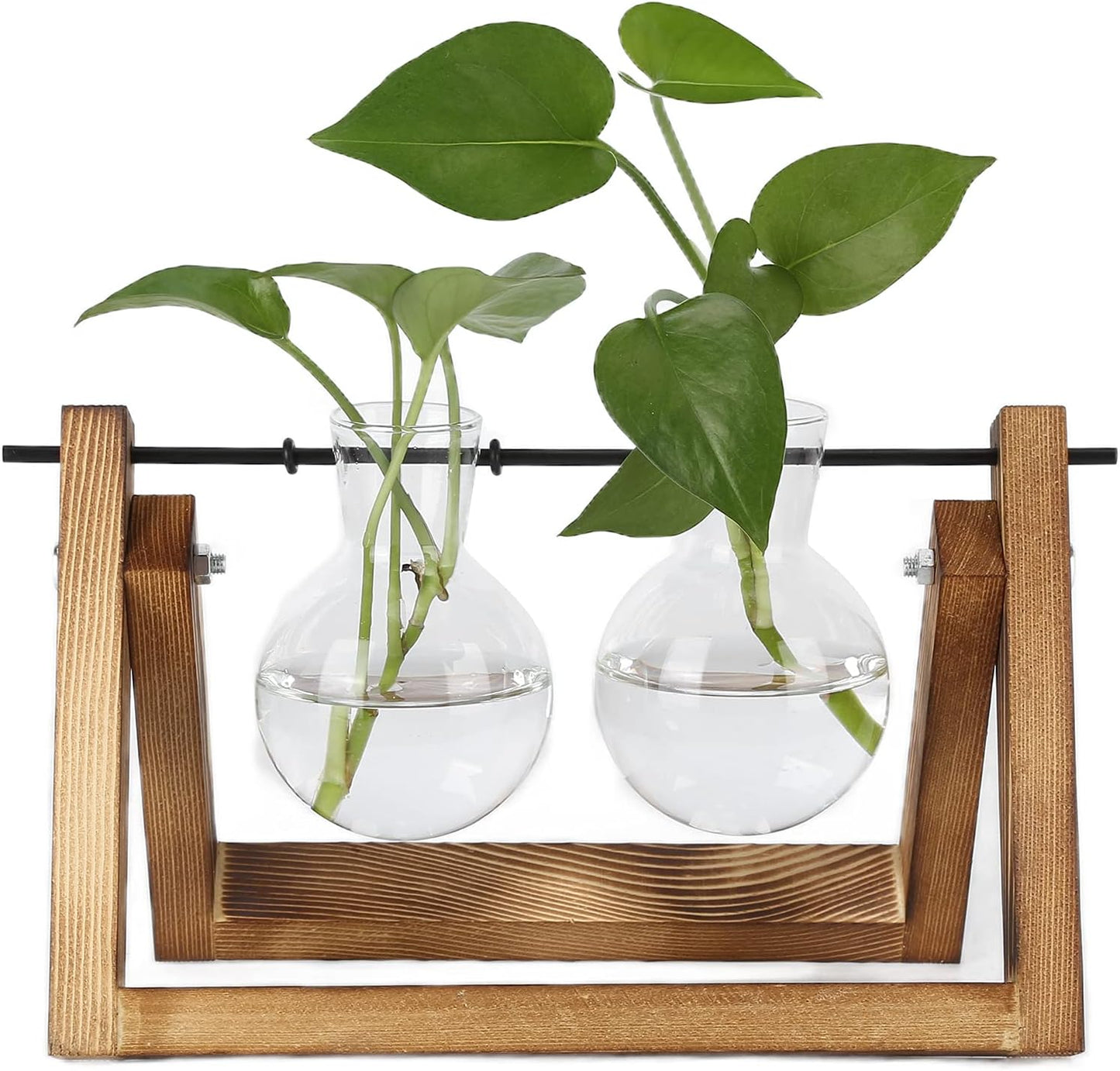 Air Plant Terrarium With Wooden Stand